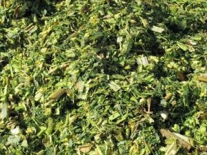 Cattle Feed Maize Silage