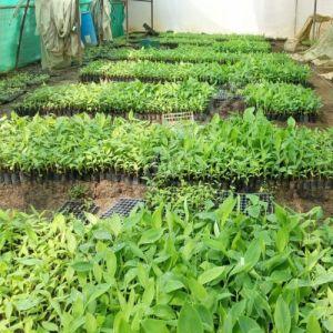Banana Plants