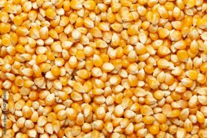 Maize yellow color seeds