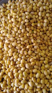 Organic Soyabean Seeds