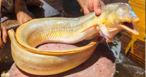 Fresh Yellow Eel Fish