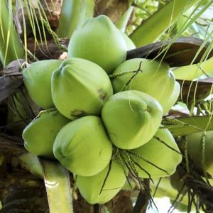 Pure Tender Coconut