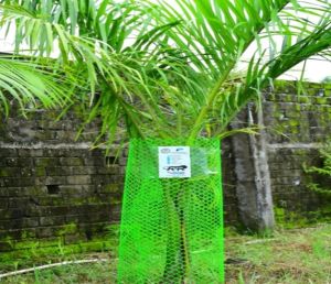 Tree Guard Net