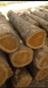 Timber Logs