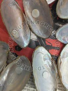 Natural Round Button Mother of Pearl River Shell