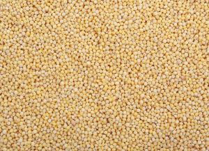 Browntop Millet Seeds