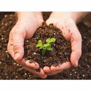 Soil Micronutrients Testing Service