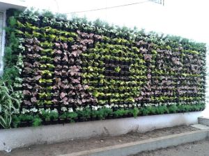Natural Vertical Gardening Services