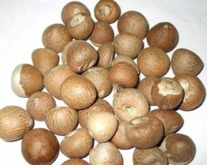 Fermented Betel Nut