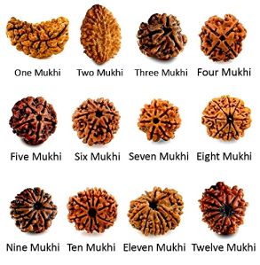 Rudraksha Bead