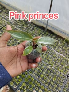 Pink Princess Plants