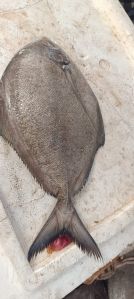 Black Pomfret Fish