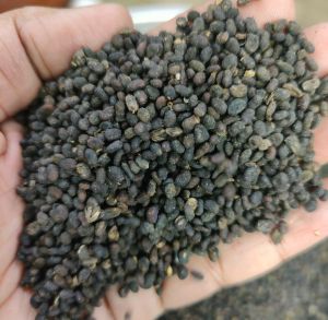 Dried Babchi Seed