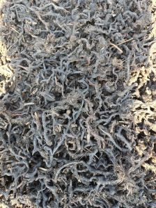 Dried Nagarmotha Roots
