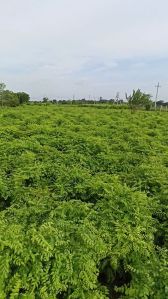 Curry Leaves