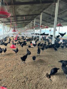 Kadaknath Chicken Egg