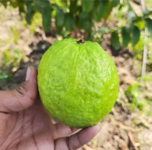 Fresh Guava