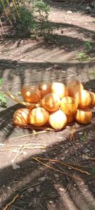 Husked Coconut