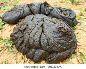 cow dung