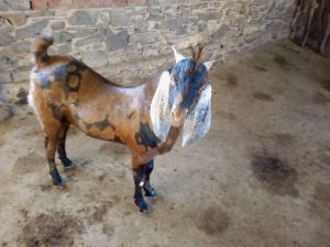 Male Sirohi Goat