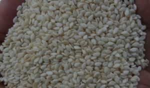 sesame seeds in white colour