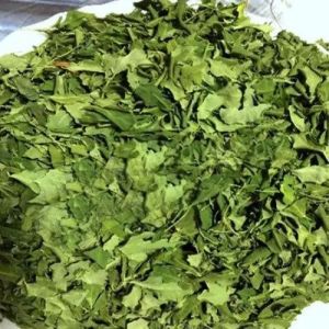 Green Dried Moringa Leaves