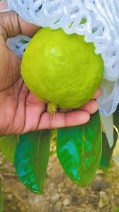 Fresh Guava