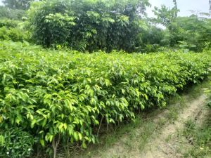 Ficus Benjamina Plant