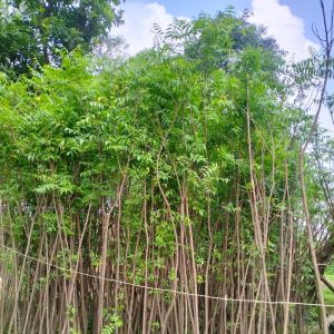 NEEM PLANTS