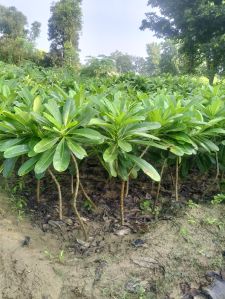 plumeria alba champa plant