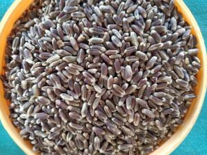 black wheat seed