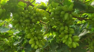 sonaka grapes