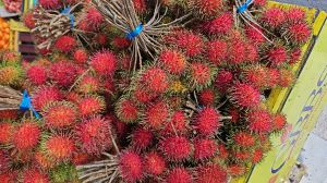 rambutan fruits