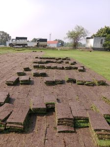 10 sq ft green korean grass