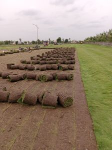 10sq ft taiwan lawn grass