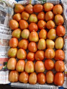 Indian fresh tomato