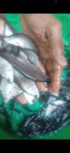 four to five inches chitol fish