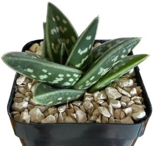 aloe variegata succulent plant