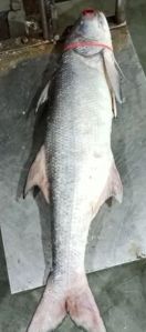 Indian Salmon Fish