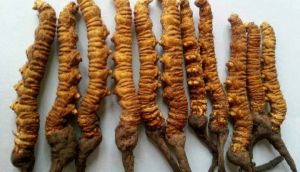 Cordyceps Sinensis