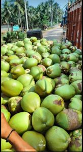 Tender Coconut Water