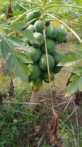 Organic Papaya