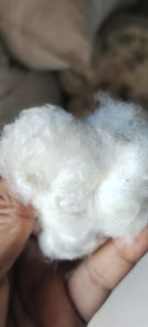 textile raw cotton