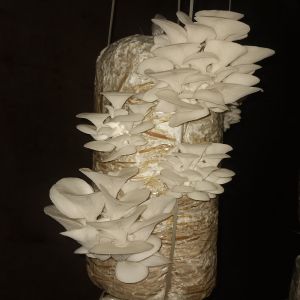 Oyster Mushroom