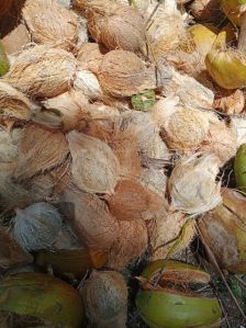 Semi Husked Coconuts