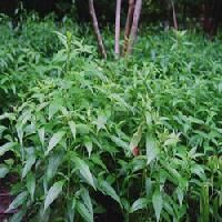 Andrographis Paniculata Extract