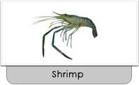 fresh water prawn