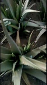 Aloe vera Plants