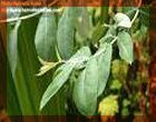 Eucalyptus Oil