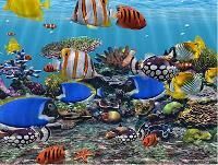 marine ornamental fishes